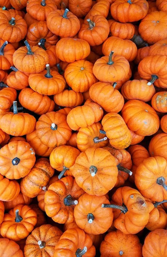 Zucca Speziata